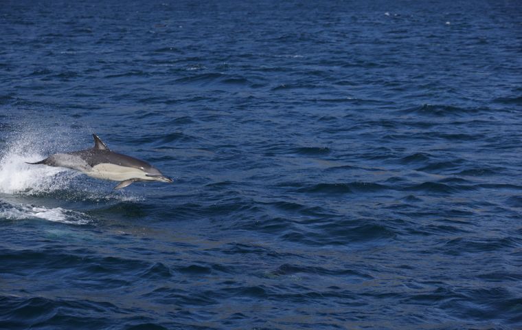 A dolphin leaping out of the deep blue sea