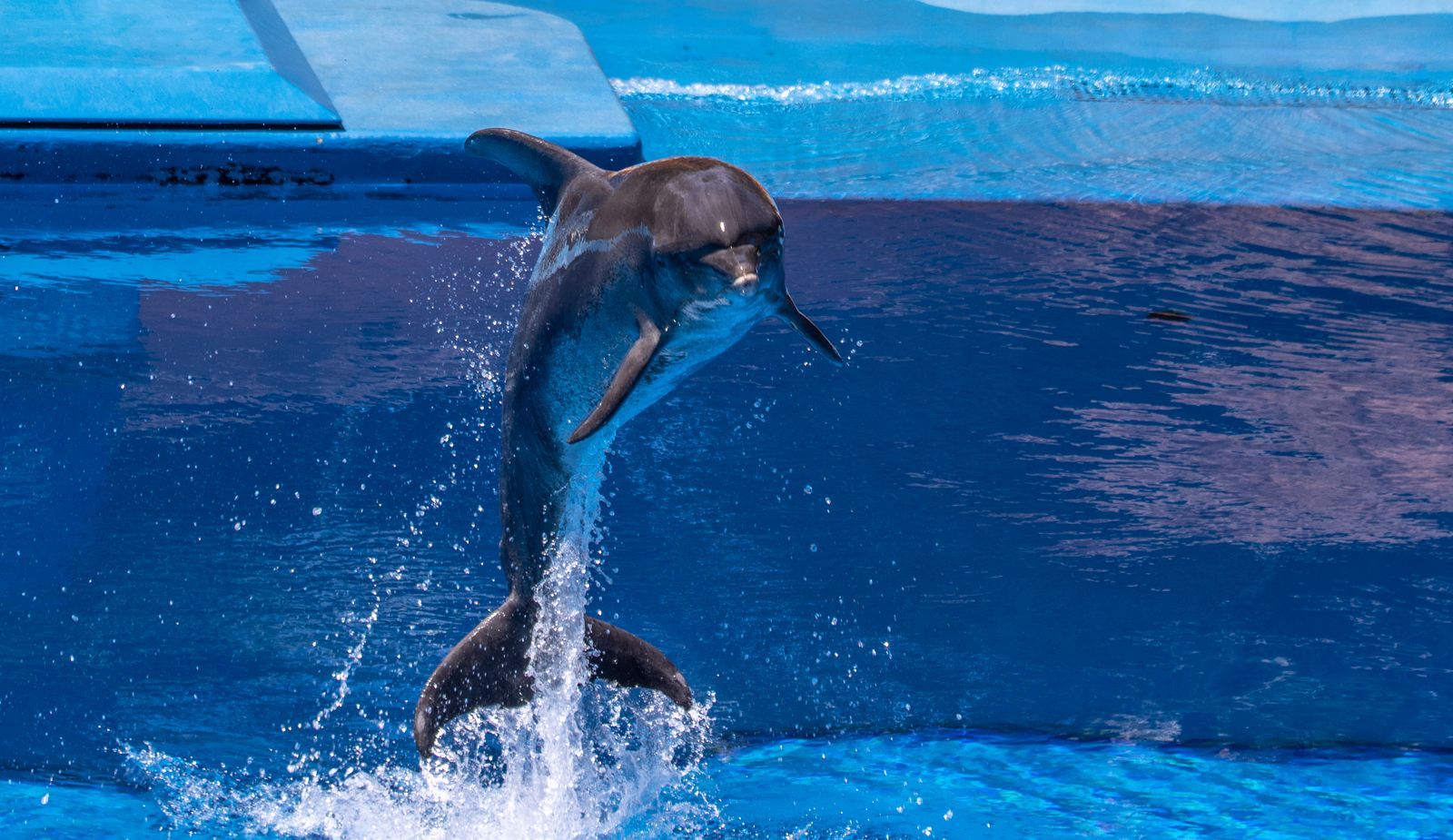 Dolphin Show