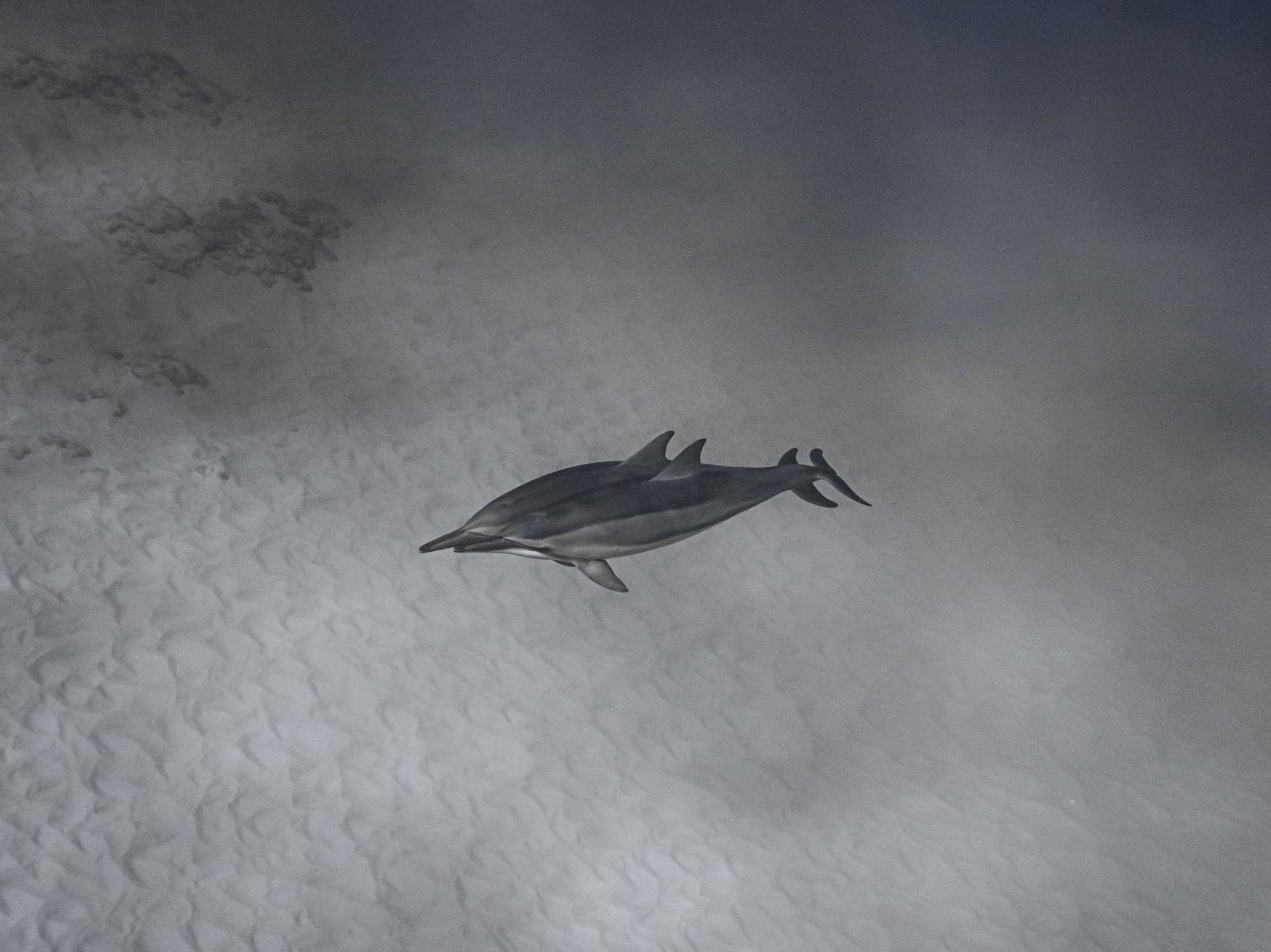 Swimming with Dolphins