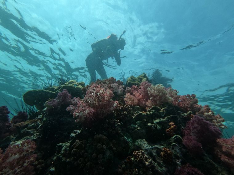 A diver silhouetted against the bright surface above pink soft corals
