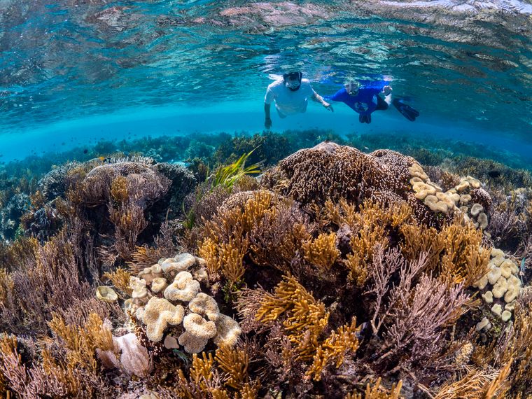 Snorkellers floating above a coral reef in the Red Sea