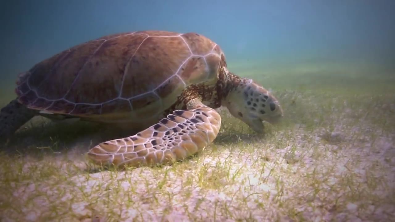 A green sea turtle grazing on seagrass on the sandy seabed